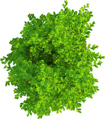 Fototapeta premium Top view of Ilex Tree