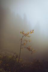 Small tree sapling in the fog