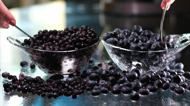 comparison of blueberries and blueberries large bilberry are taken out of a glass plate with a spoon blueberries stain the spoon scattering on the glass table. the difference between.