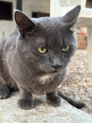 The muzzle of a gray cat, close-up. Purebred pet: eyes, ears and mustache. The cat looks straight into the lens.
