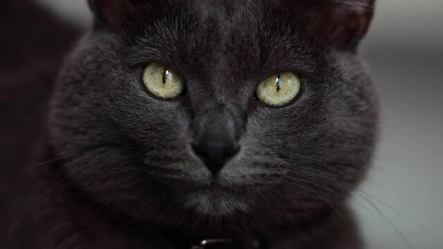 A dark gray cat with green eyes stares into the frame