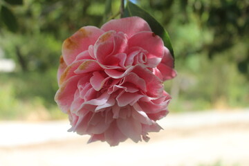Fotografia macro de uma flor