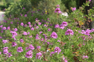 Fotografia de um campo de flores