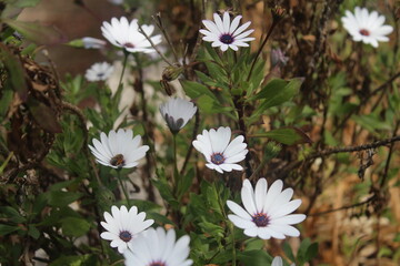 Fotografia de um campo de flores