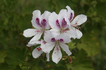 Fotografia macro de flores