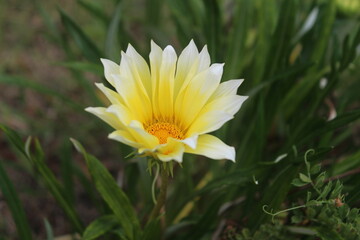Fotografia macro de flores