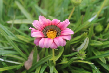 Fotografia macro de uma flor