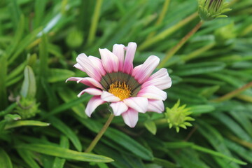 Fotografia marco de uma flor
