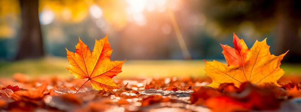selective focus of an orange maple leaf on the ground in a park in autumn - autumn background