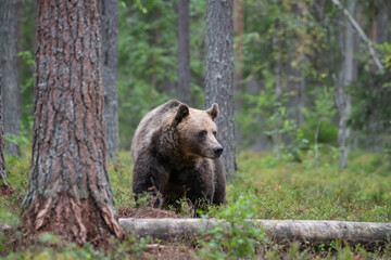 Fototapeta premium Brown bear in the forest
