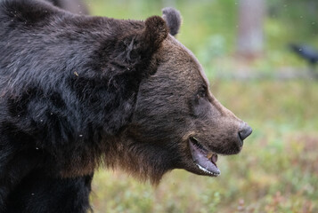 Brown bear in the forest