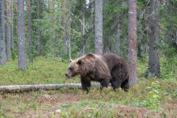 Brown bear in the forest