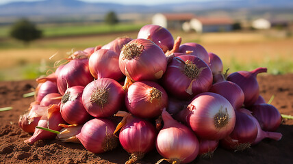 stack of red onion in the field organic food harvest on farm - obrazy, fototapety, plakaty