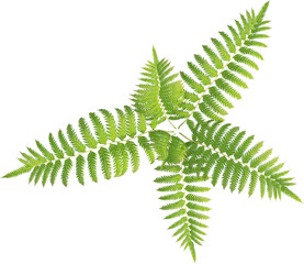 Top view of fern plant © Matheus