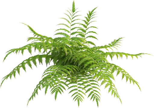 Side view of fern plant