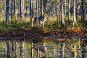 Boreal forest Boreal forest landscape