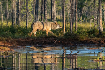 Wolf in the forest