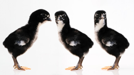 Newborn baby chick on a white background