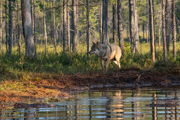 Boreal forest landscape
