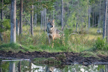 Wolf in the forest