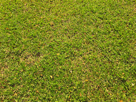 Grass green texture. Natural grass. Fescue , perennial ryegrass, centipede grass, taken at lawn and outdoor park.