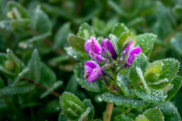 Purple flowers covered in dew