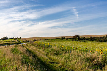 Fototapeta na wymiar A rural Sussex landscape with sunflowers growing in the late summer sunshine