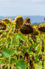 Dried up sunflower field due to global warming. The summer heat dried up the sunflower field.