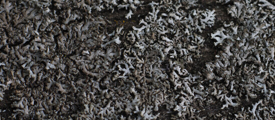 black mold fungus texture, flat lay