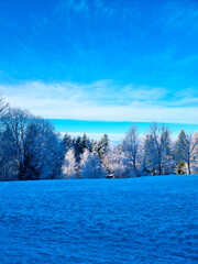 Splendid scenery in winter. Fantastic frosty morning in forest. snow-cowered pine trees under warm sunlight. Fantastic mountain highland. Amazing winter background. Wonderful Christmas Scene