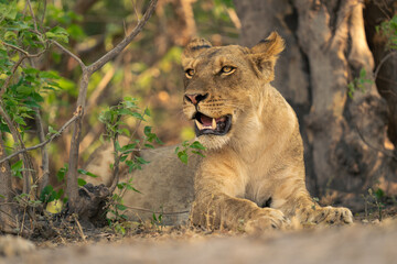 Lioness lies with open mouth turning head