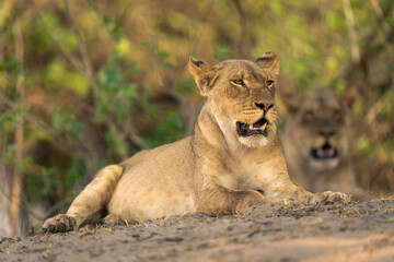 Lioness lies with mouth open on sand