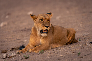 Lioness lies on sandy slope looking right