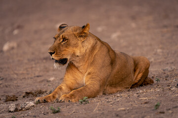 Lioness lies on sandy slope staring ahead