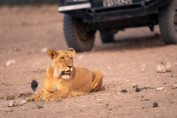Lioness lies on sandy slope by jeep