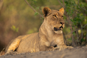 Lioness lies with mouth open in bushes