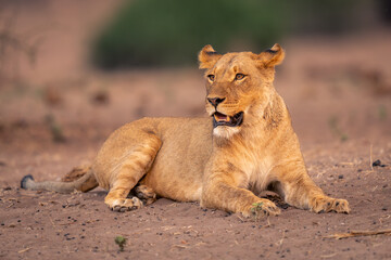 Lioness lies on sandy slope opening mouth