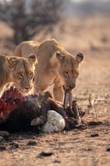 Lioness stands eating buffalo carcase with another