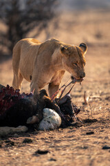 Lioness stands pulling entrails from buffalo carcase