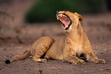 Lioness lies yawning widely on sandy ground