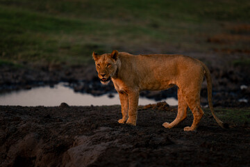 Lioness stands watching camera on muddy riverbank