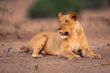 Lioness lies on sandy slope turning head