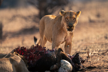 Lioness stands watching camera over buffalo carcase