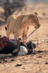 Lioness stands ripping guts from buffalo carcase