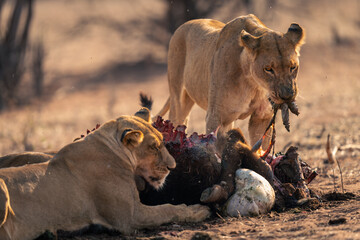 Lioness stands feeding on carcase with another