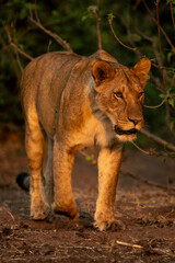 Lioness with catchlight walks through leafy bushes