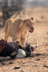 Lioness stands pulling innards from buffalo carcase