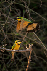 Little bee-eater flies over another on branch
