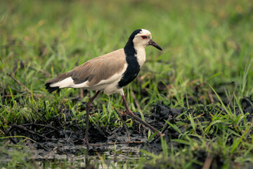 Long-toed lapwing crosses muddy shallows in grass