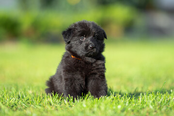 Fototapeta premium Сute small black German shepherd puppy with floppy ears, outdoor on the green grass with blurred background